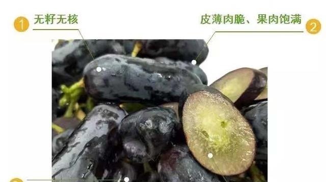 蓝宝石葡萄|此树冻不死,插土就活,庭院种2棵,明年结果200斤全家吃不完