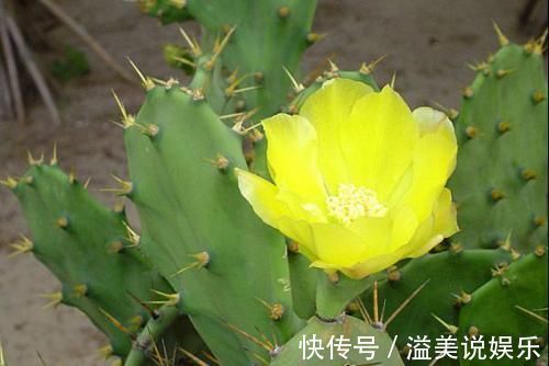 坚强|此花是坚强的花,因为心太柔软,所以才加了一套铠甲