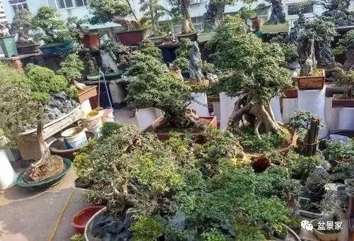 张光前和他30年的盆景生涯