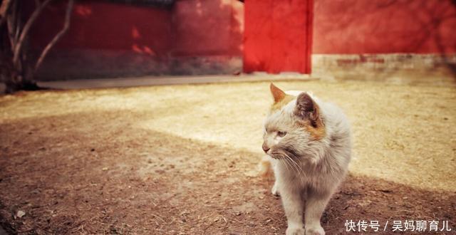 故宫有191只猫,网友争着撸。故宫:别急,还有18只瑞兽