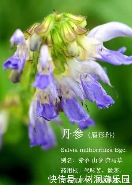 丹参一味，功同四物！到底是哪四物？