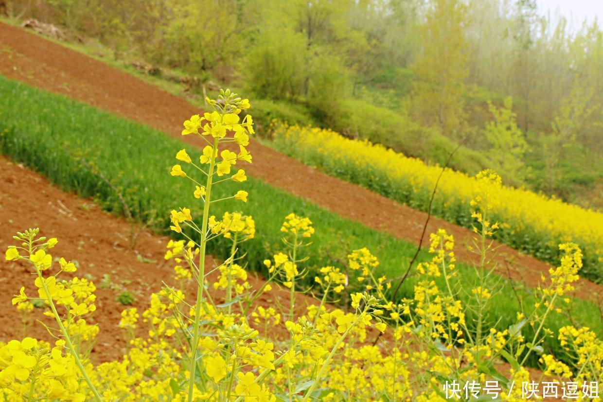 在西安东南有一个被称为“关中普罗旺斯”的小村庄，城里人都爱往这里跑