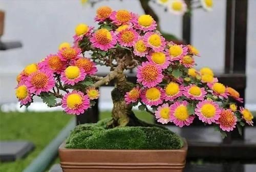 图片作者|家里有这10种花,多修剪少浇水,能养成高价盆景