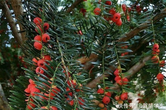 从来不黄叶,人称“长寿树”,家中养棵“它”,红红绿绿贼好看!