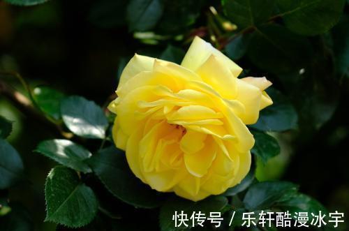 下半年升职加薪财运旺,生活富裕安康,4大星座突破逆境