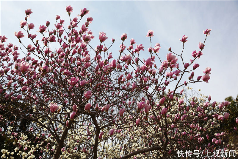 花开春意浓！黄浦美景等你来赏