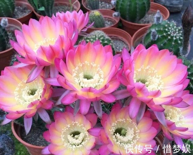 浇灌|园艺师教你,给“仙人球”把水浇对了,蹭蹭冒小球,开花100朵