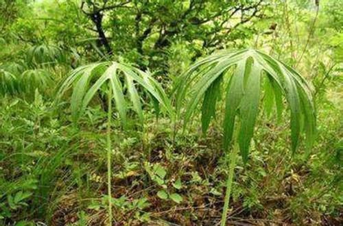 农村长得像“破雨伞”的一种草,祛风除湿,关节炎跑的比兔子还快