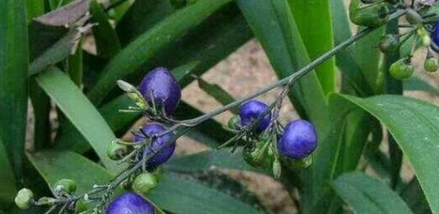 文帝|此草有剧毒,看到千万要注意,不要乱采摘,毒性可用来制成老鼠药