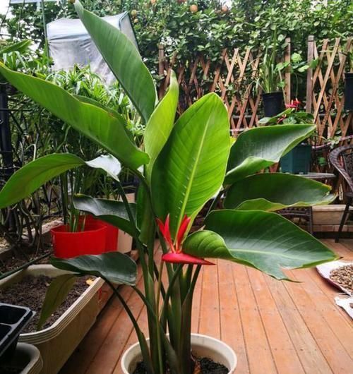 仙鹤|养鹤望兰,有3个“小要求”,满足它,年年都能开出仙鹤