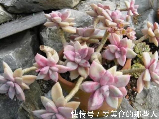 冬天上色的多肉移到室内,注意3个事项避免徒长和褪色