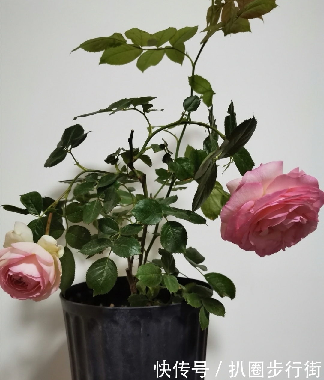 你的那些盆栽月季长得如何？