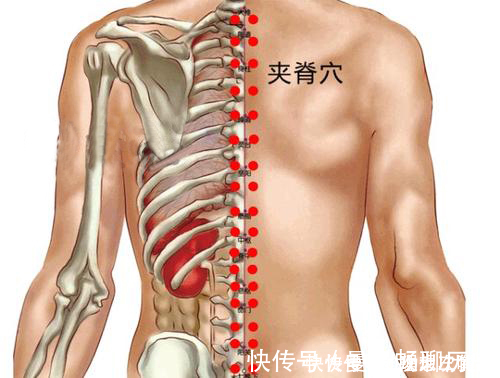 生殖系统|华佗松筋健康法夹脊穴养护心肝脾肺肾,比膀胱经的作用更明显