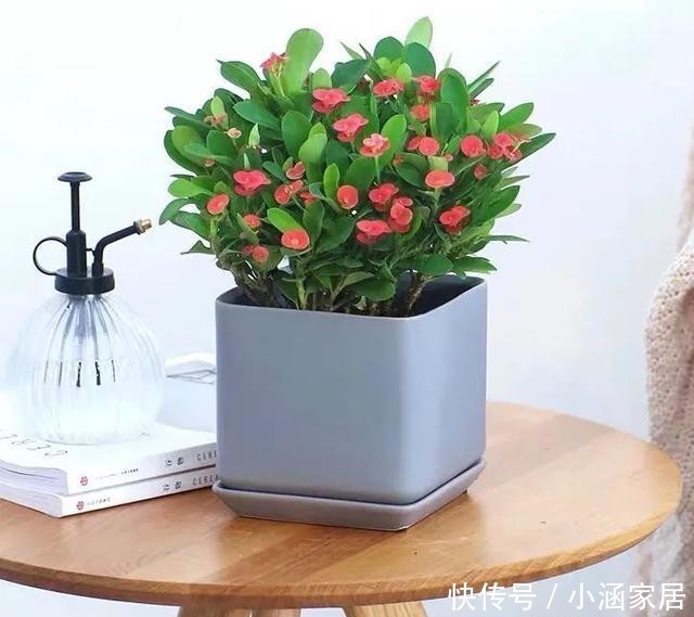 家里|家里养盆虎刺梅,一年四季都能开花,漂亮又好养,新手也能尝试!