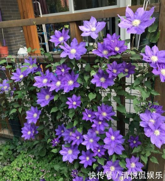 三角梅|家里有小院,种上爬藤花,爬上墙爬上窗,美到极致,天上人间