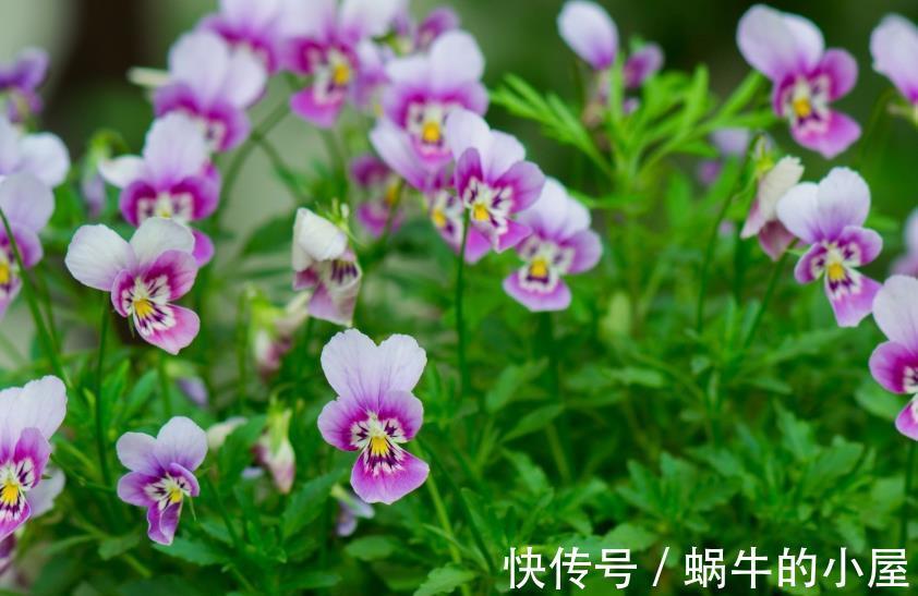 角堇|秋天去种这种花，整整半年有花看，花型奇特五颜六色