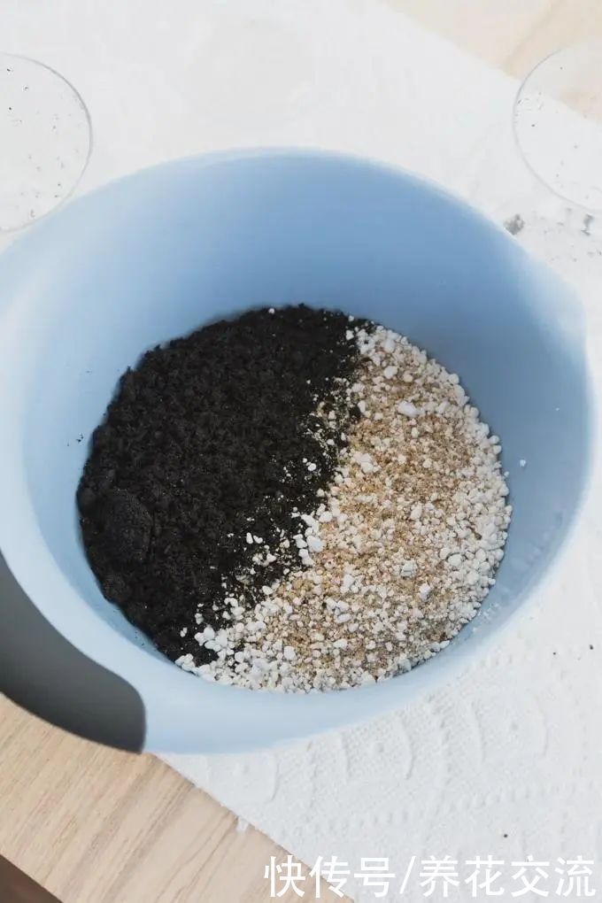 玉树|新手养好盆栽多肉的几个秘诀，选些好养的品种也是极其关键的