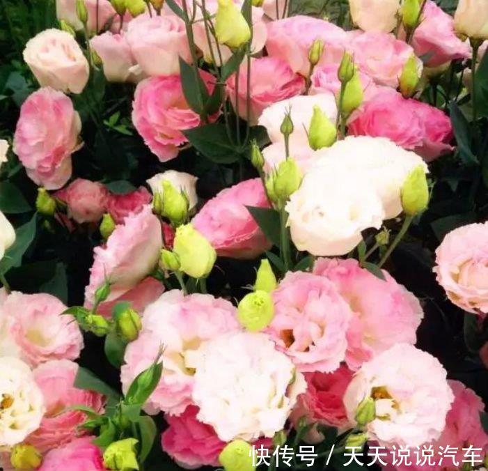 这几款花卉养在家里,花色鲜艳,颜色丰富,每种都超美