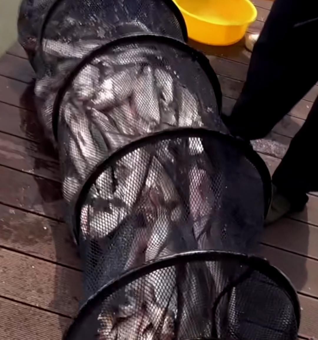 邓刚四小时钓获翘嘴百斤,鱼塘主当场撒泼,鱼都不让拿走?