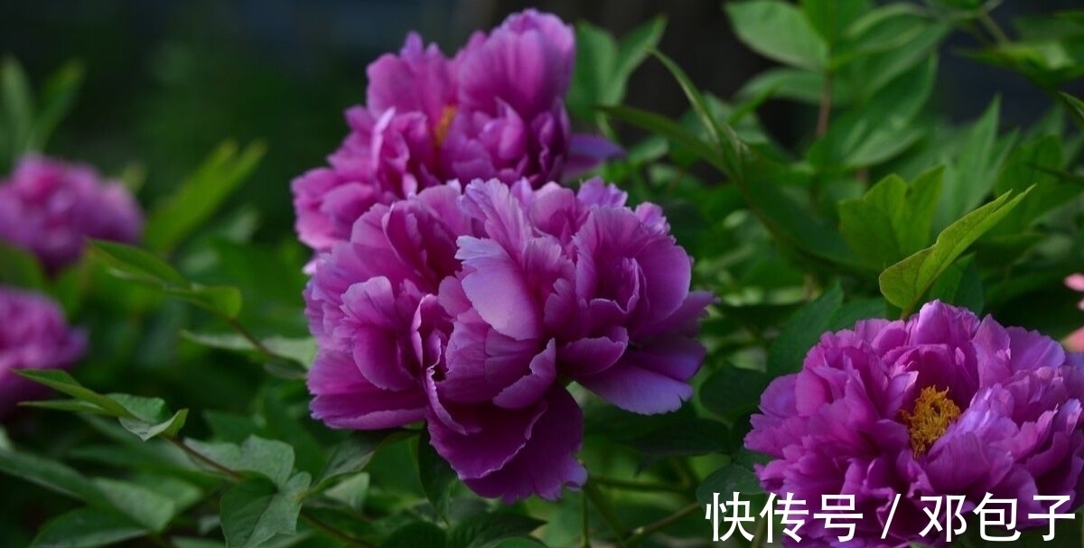 白居易#三首著名的惜花诗，言浅意深，清新明快，余韵悠长，值得一读