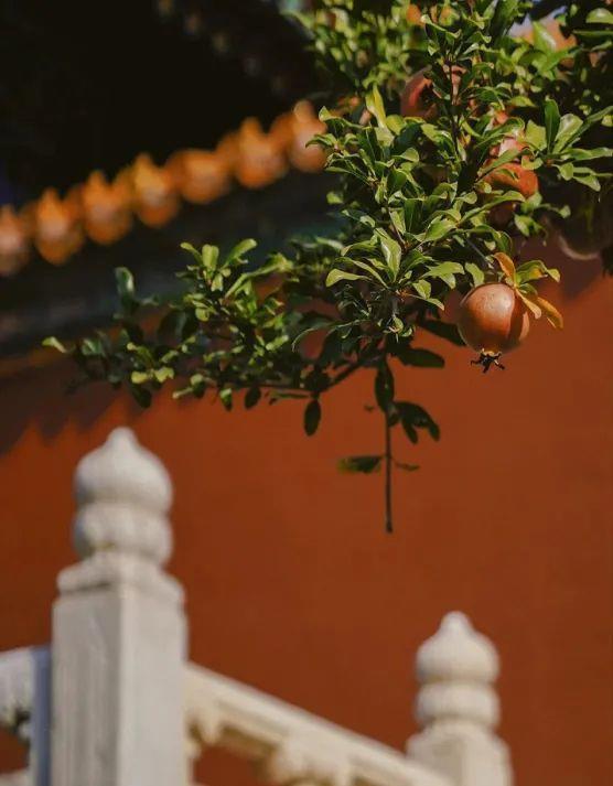 核桃|秋季养生有诀窍,牢记“5宜2忌”,养肺、养肝、养脾胃,全家安康