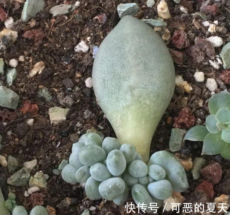 长寿开花变异了,十年都见不到一次,真稀罕