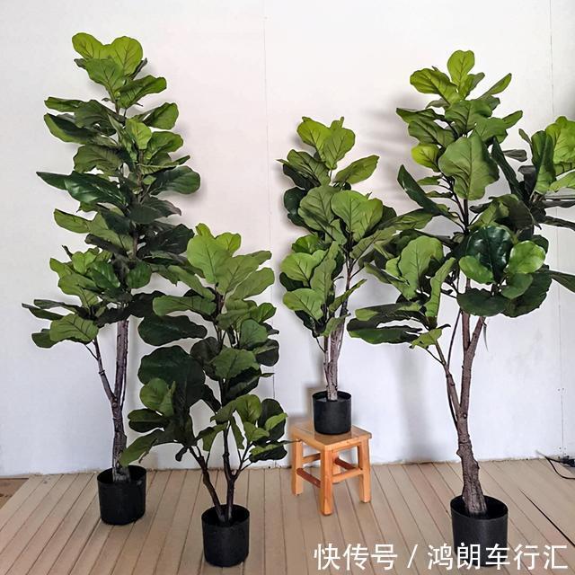 秋天快扦插,10种花不用买,掰个枝子插土里,嗖嗖生根,成活率高