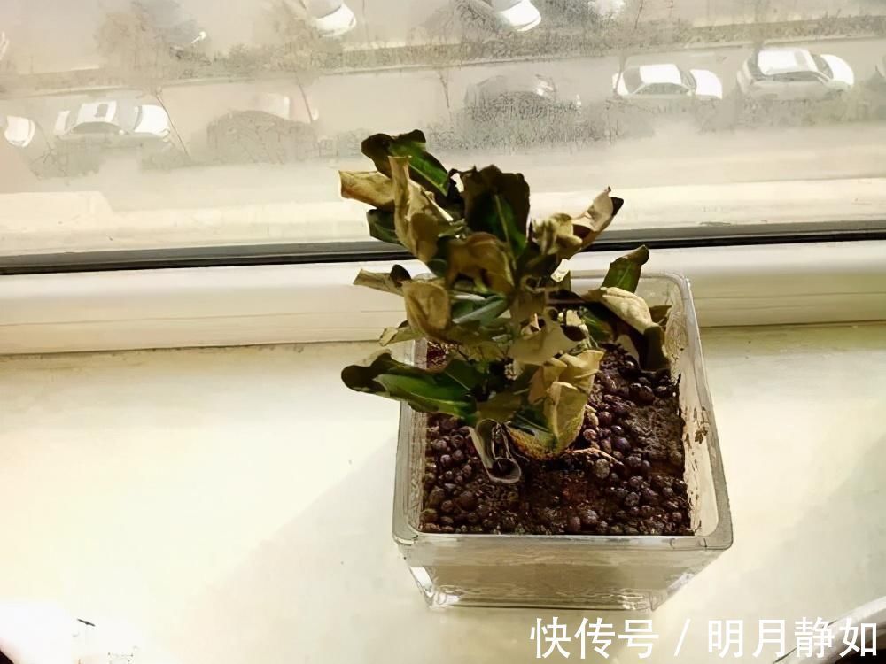 11月，千万别买这种花，养不活惹一肚子气