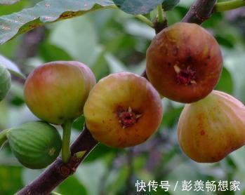 养花不是新鲜事，现在种棵“无花果”，满满当当全是果！