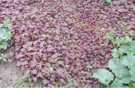 六月苋|村民把野菜当鸡蛋吃给金子也不愿换，孩子长身体女人减肥少不了！