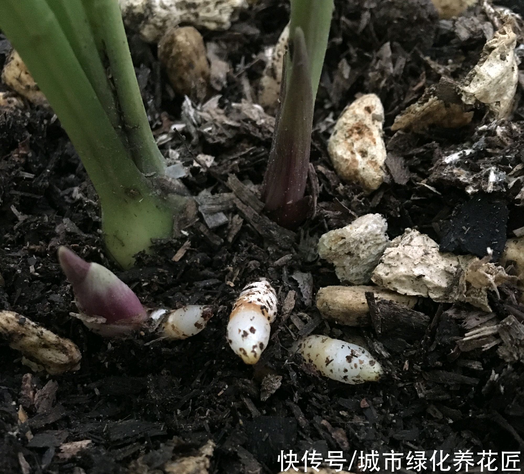 新芽|兰花的粗壮根为什么往天上长而不是往盆底扎？