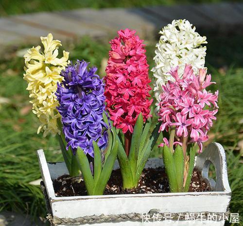 春天买花有技巧，4种花再便宜也别买，养不活白费力！