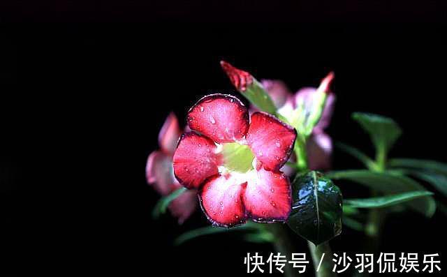 沙漠玫瑰掉光叶子|沙漠玫瑰掉光叶子什么时候发芽注意“几点”,发芽快,长势好!