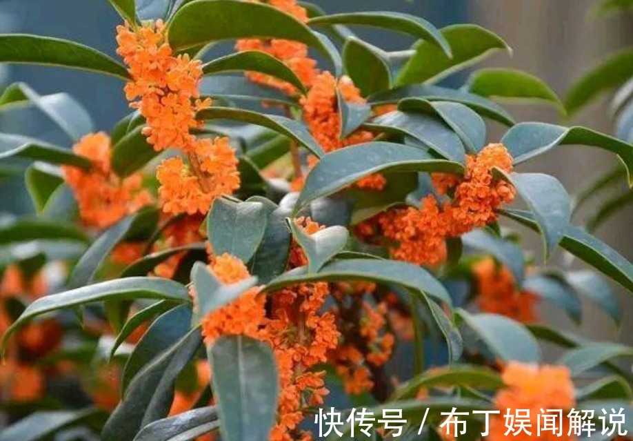 阳台就养“3种花”，能吃能泡茶，开花漂亮，花朵艳，人见人爱！