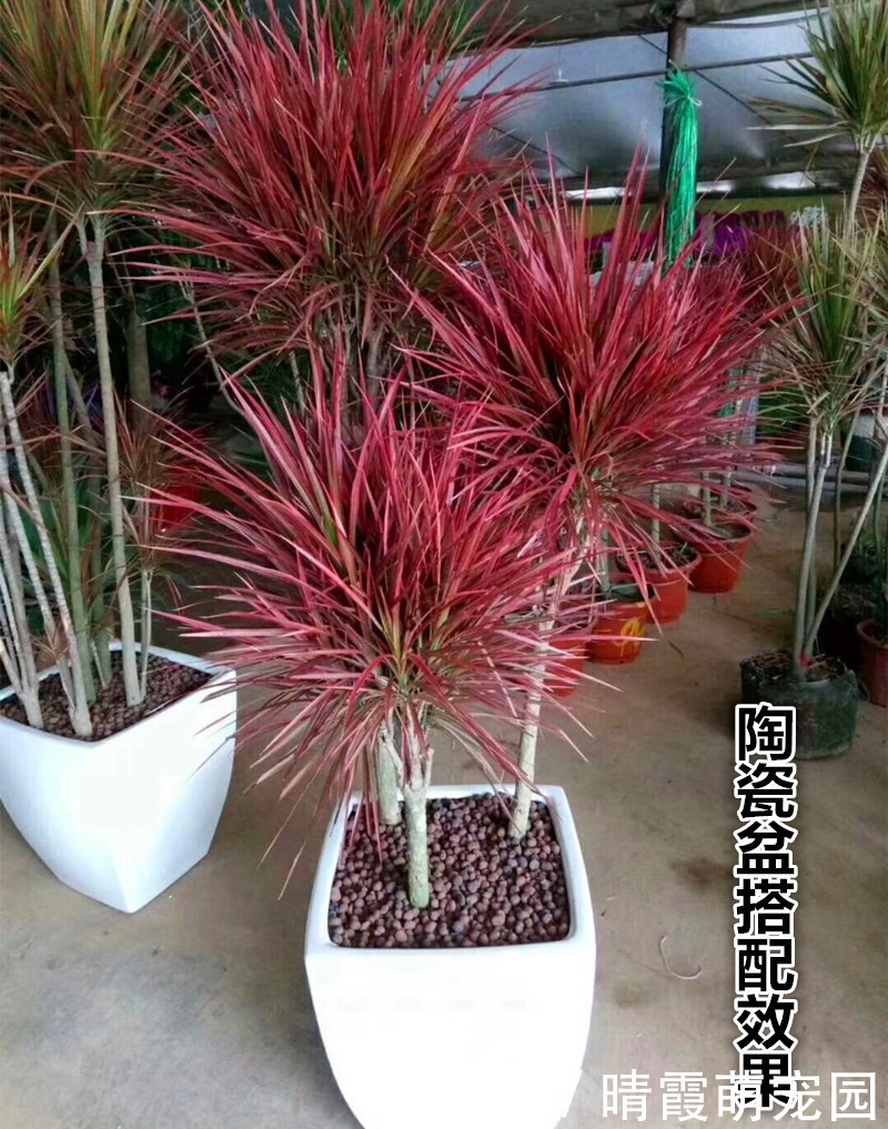 龙骨|5种“丑花”,寓意却大,富贵又威武,再丑也要养一盆