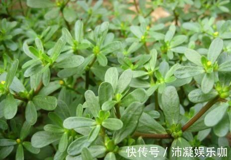 马齿苋|农村喂猪的野菜，识货的当宝，平衡酸碱，养肝护肝，农村人很幸运