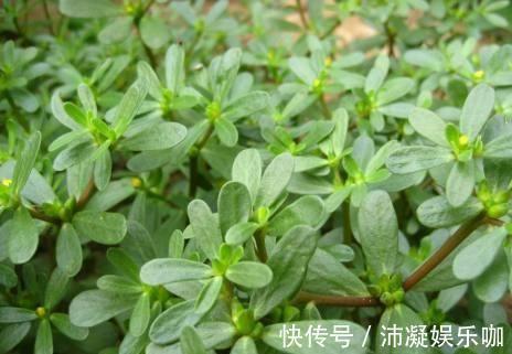 马齿苋|农村喂猪的野菜,识货的当宝,平衡酸碱,养肝护肝,农村人很幸运