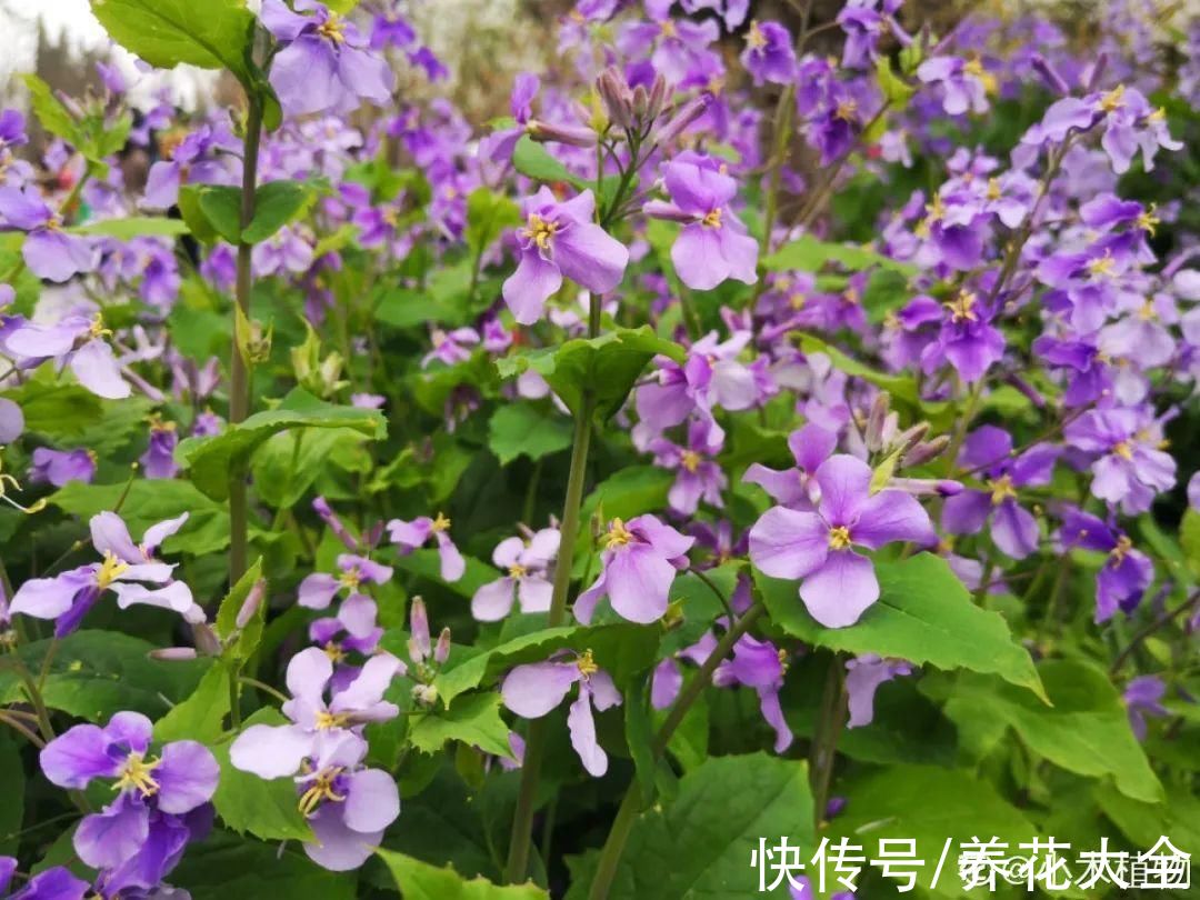 50种花春天播种,长满小院子,能开一整年