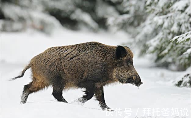 生肖|十猪九劳苦：揭秘71年生肖猪的毕生寿命，过了50岁后什么命？