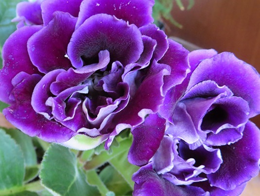 百花争艳的季节，养这些花朵，开花美艳动人，动不动就爆盆，超美