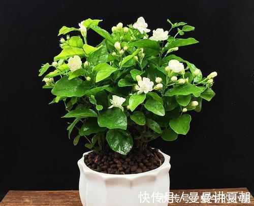 观赏价值|人养花,花也养人,摆上三种花,寓意好颜值好,对身心健康有好处