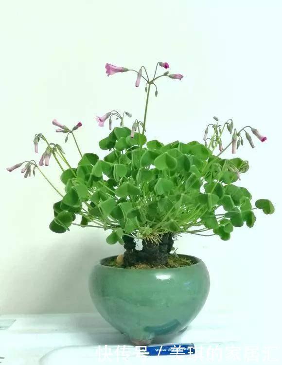 野草|路边野草,种盆里变成值钱盆景,超好养还好看