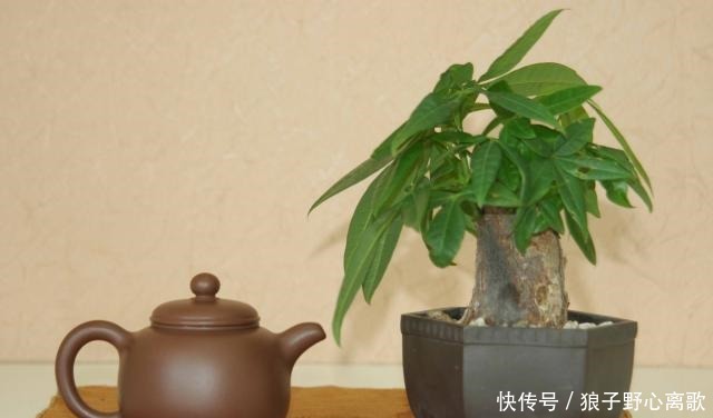 养发财树,注意1个小细节,不烂根不黄叶,嫩叶蹭蹭长,枝繁叶茂!