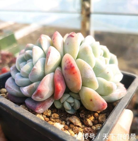 砂石|养好多肉很容易，工地挖点河沙，纯河沙也能养多肉，根系超发达