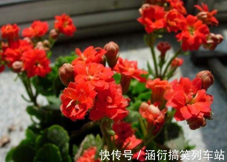 最值得养的花,种植容易,漂亮不输牡丹玫瑰,四季开花,花香四溢