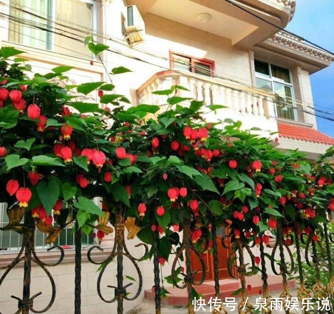 3种花是爆盆能手,开起花来拦不住,家里财运亨通,旺运一整年