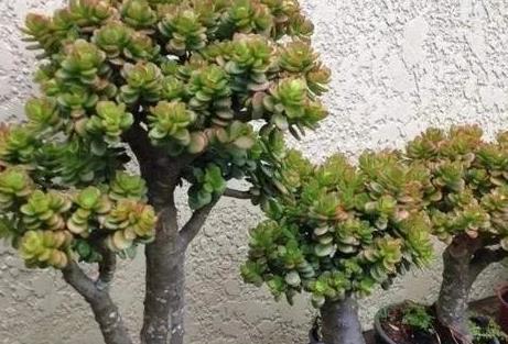 光照|玉树老桩盆景是怎么养成的