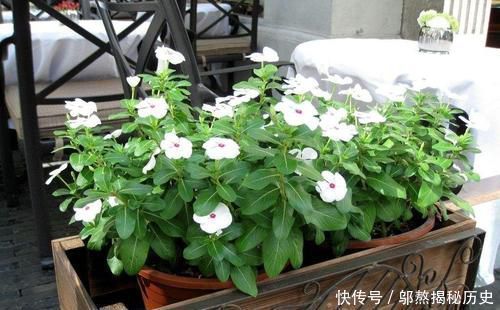 最厉害的养花营养液给花喝勺糖水,叶子绿的流油,比花肥厉害