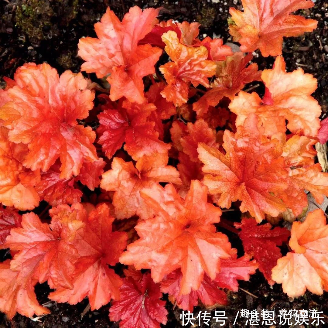 树荫下必不可少的11种耐阴植物，能开花，能观叶，看你选哪种