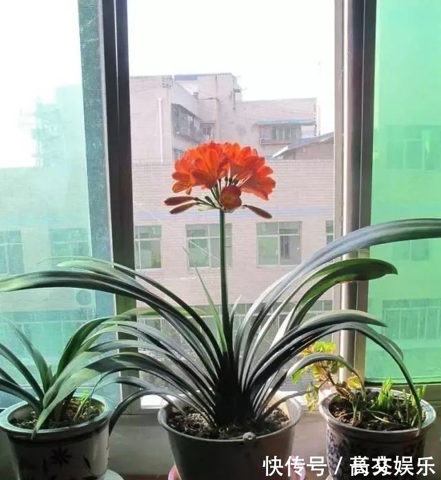 土壤|君子兰最爱“2种水”,15天用一次,花剑蹭蹭冒,1年能开2次花!